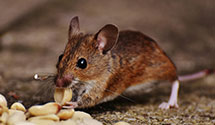 24 Hour & Emergency Exterminators in Limerick, ME